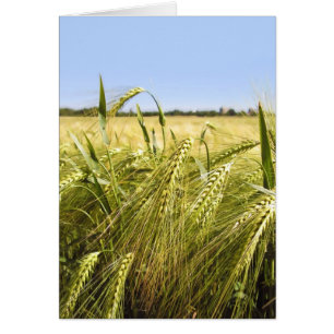 Rye