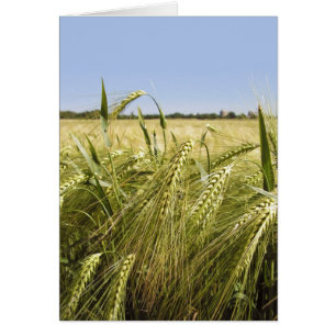 Rye Card
