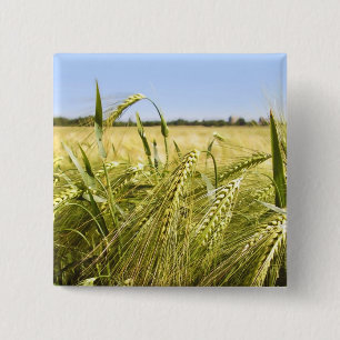 Rye Grain Botanical Nature 15 Cm Square Badge