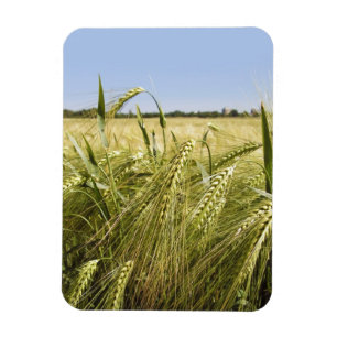 Rye Grain Botanical Nature Magnet