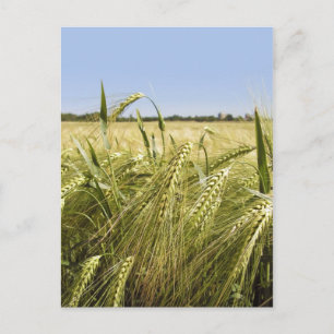Rye Grain Botanical Nature Postcard