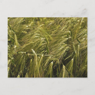 Rye Grain Botanical Nature Postcard