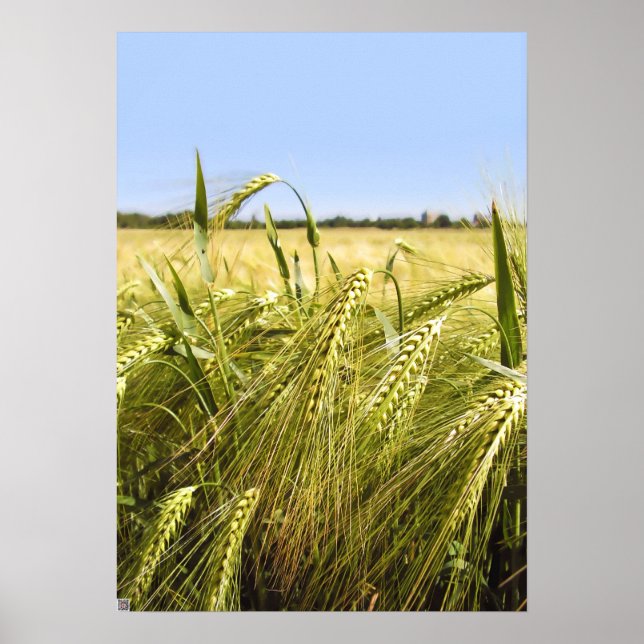 Rye Grain Botanical Nature Poster (Front)