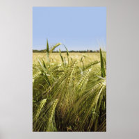 Rye Grain Botanical Nature