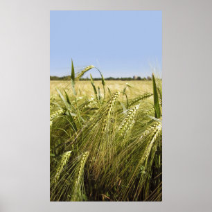 Rye Grain Botanical Nature Poster