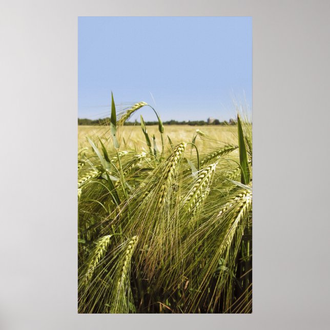 Rye Grain Botanical Nature Poster (Front)