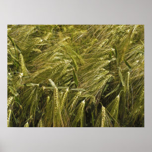 Rye Grain Botanical Nature Poster