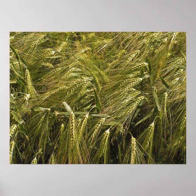 Rye Grain Botanical Nature Poster (Front)