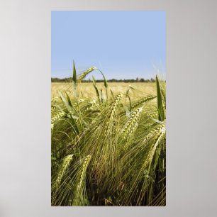 Rye Grain Botanical Nature Poster