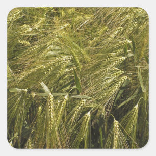 Rye Grain Botanical Nature Square Sticker
