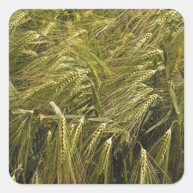 Rye Grain Botanical Nature Square Sticker (Front)