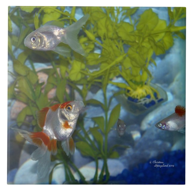Ryukin goldfish platys Tile (Front)