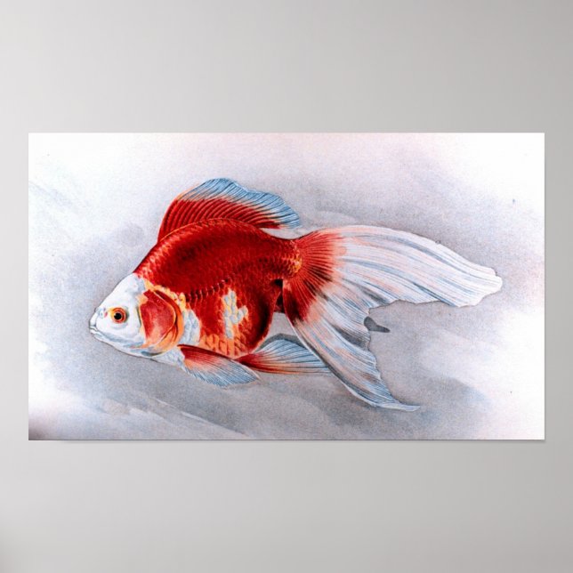 Ryukin goldfish poster (Front)
