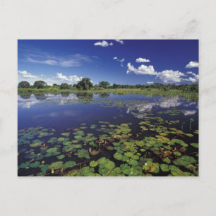 S.A., Brazil, Waterways in Pantanal Postcard
