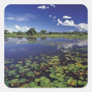 S.A., Brazil, Waterways in Pantanal Square Sticker