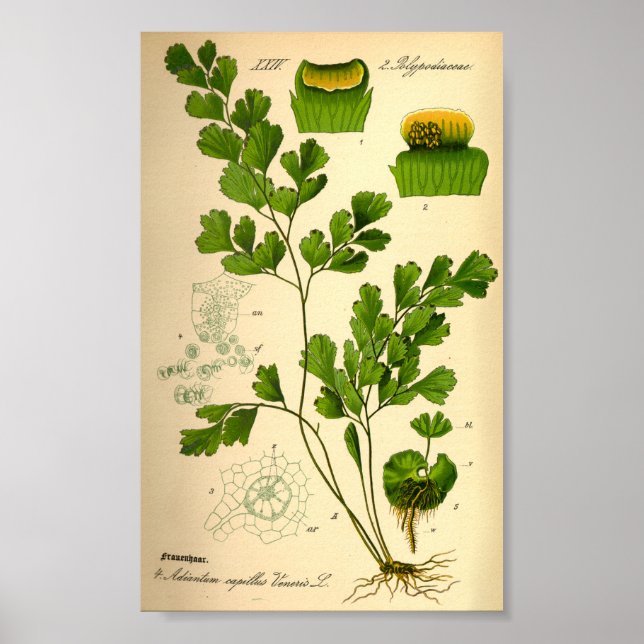 S. Maidenhair Fern (Adiantum capillus-veneris) Poster (Front)