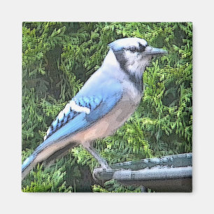 SA- Blue jay magnet