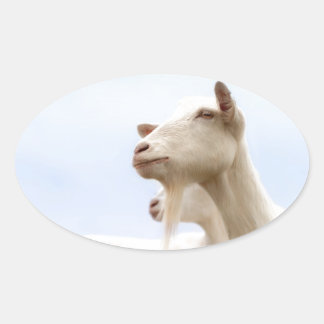 Saanen goat oval sticker