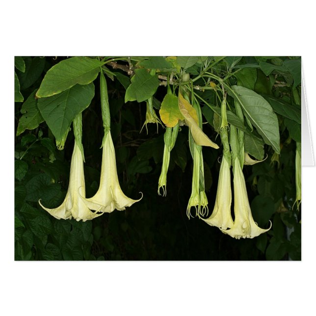 SABA: Brugmansia suaveolens (Front Horizontal)