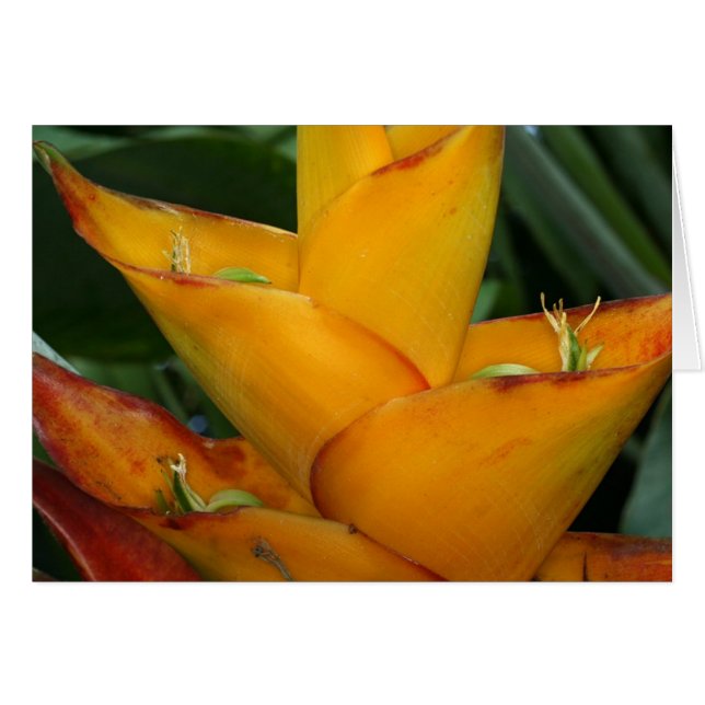 SABA: Heliconia caribbaea (Front Horizontal)