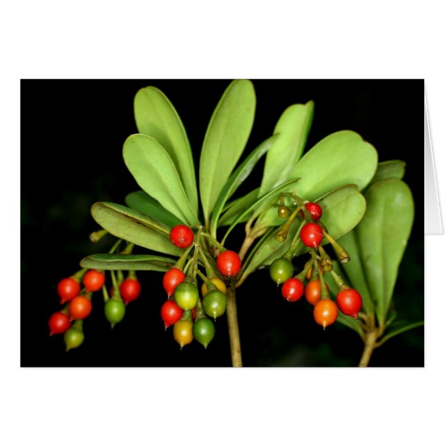 SABA: Jacquinia arborea (Front Horizontal)