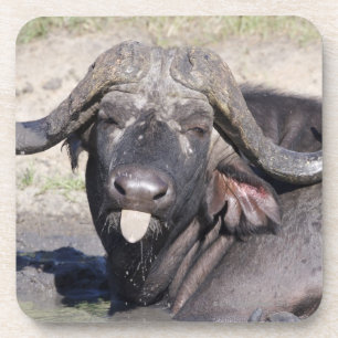 Sabi Sands Conservancy, Mpumalanga Province, 2 Coaster