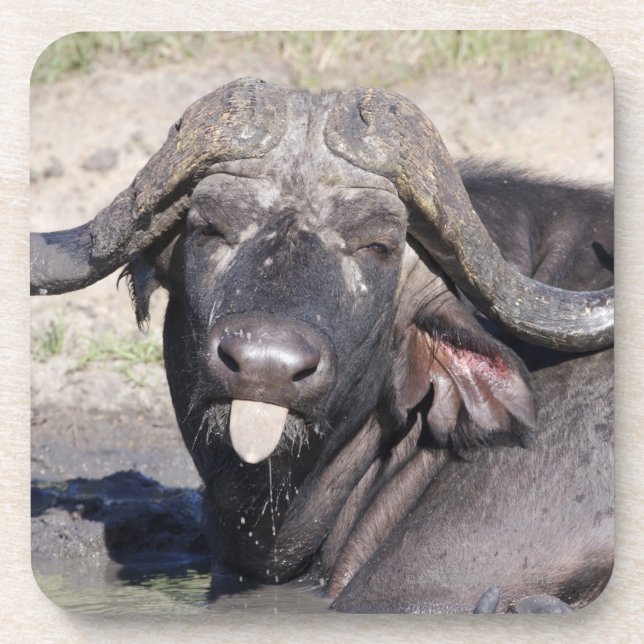 Sabi Sands Conservancy, Mpumalanga Province, 2 Coaster (Front)