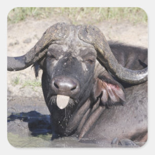 Sabi Sands Conservancy, Mpumalanga Province, 2 Square Sticker