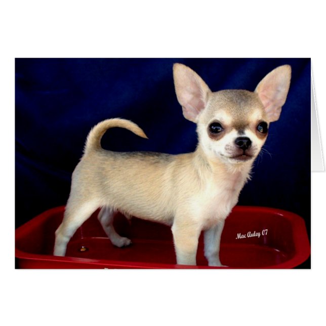 Sable Chihuahua card (Front Horizontal)