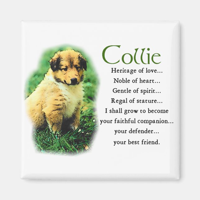 Sable Collie Gifts Magnet (Front)