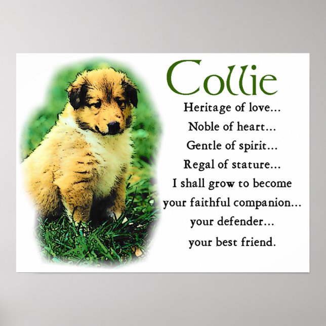 Sable Collie Gifts Poster (Front)