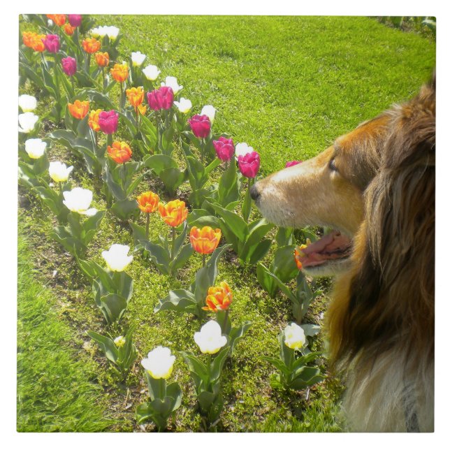 Sable Collie N Tulips Tile Trivet (Front)