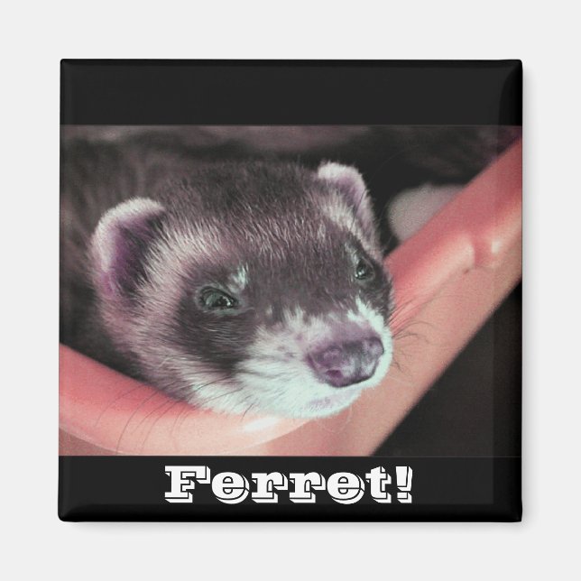 Sable Ferret Magnet (Front)