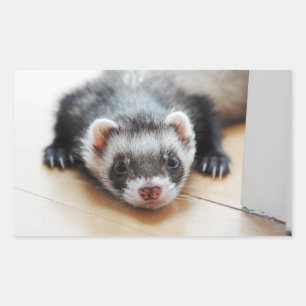 Sable Ferret Rectangular Sticker