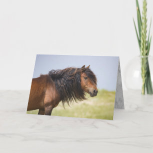 Sable Island Stallion - Wild Horse Greting Card