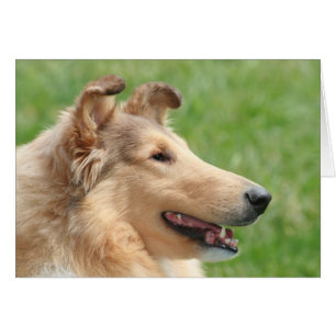 Sable Rough Collie