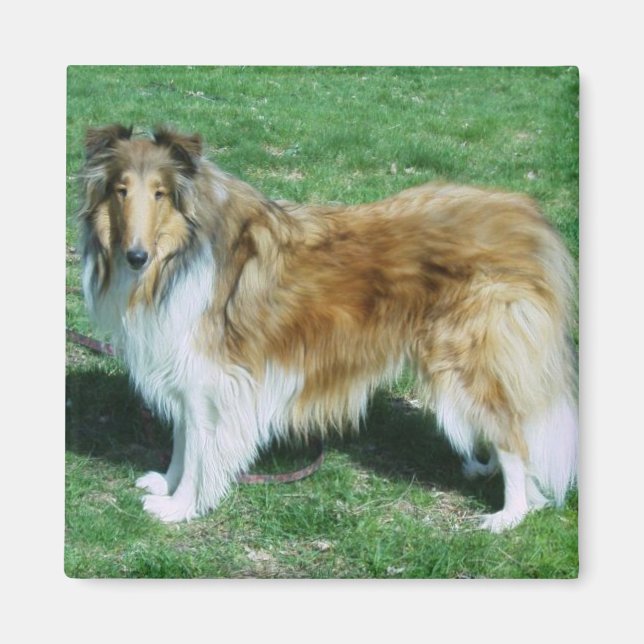 Sable Rough Collie Magnet (Front)