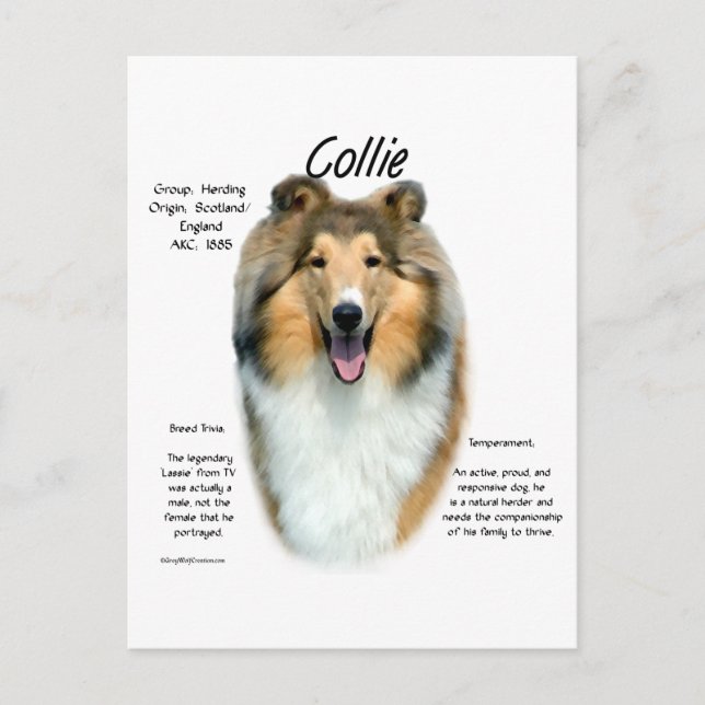Sable Rough Collie Meet the Breed Postcard (Front)
