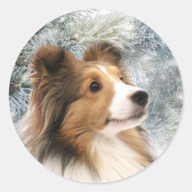 Sable Sheltie Christmas Classic Round Sticker (Front)