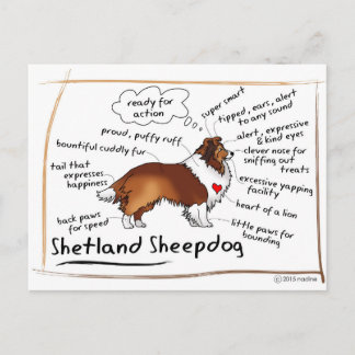 Sable sheltie postcard