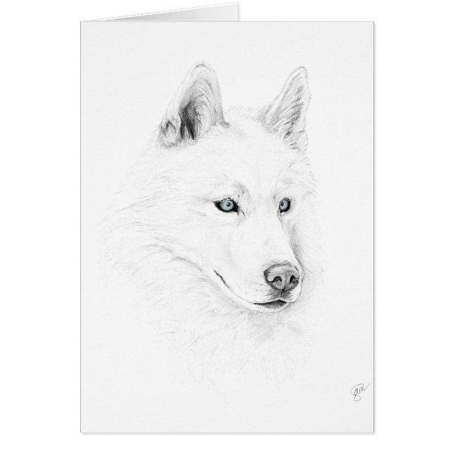 Sabre A Siberian Husky Drawing Art Blue Eyes (Front)