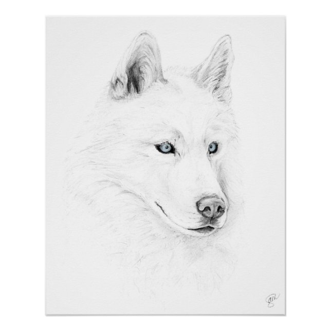 Sabre A Siberian Husky Drawing Art Blue Eyes Poster (Front)