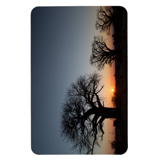 Sacred Baobabs Magnet (Vertical)