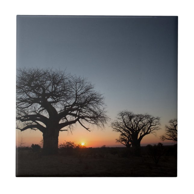 Sacred Baobabs Tile (Front)