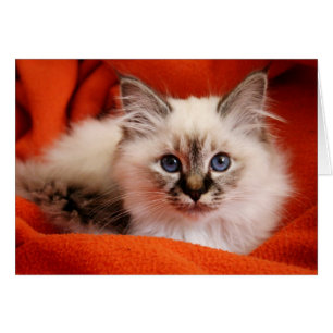 Sacred Birman Kitten
