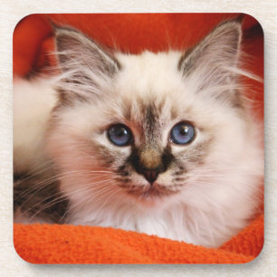 Sacred Birman Kitten Coaster