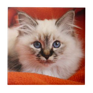 Sacred Birman Kitten Tile