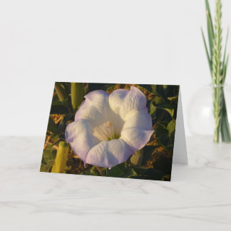 Sacred Datura Flower Desert Wildflower Card