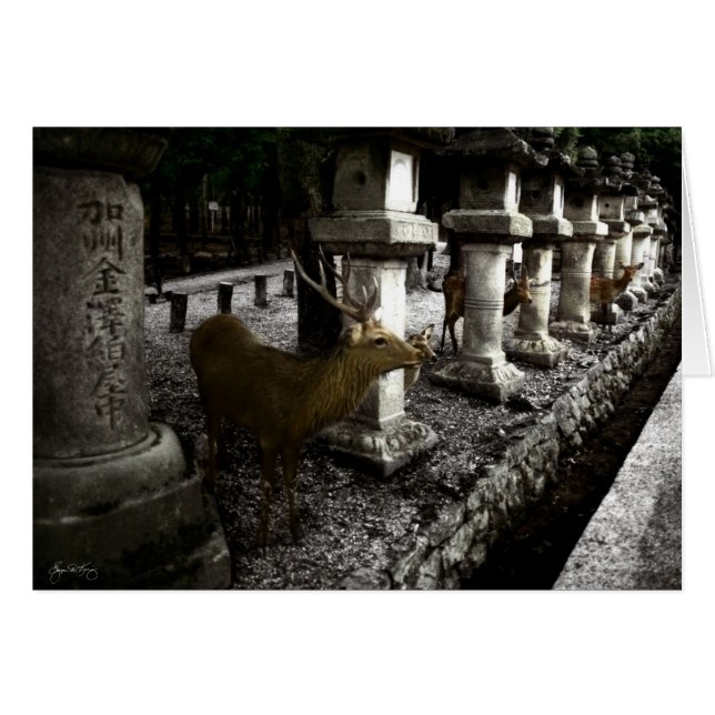 Sacred Deer of Nara Japan (Front Horizontal)