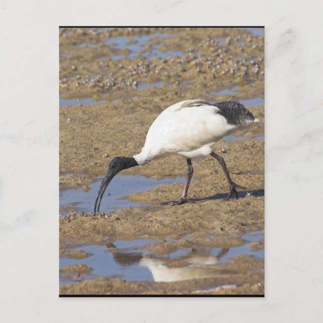 Sacred Ibis Postcard (Front)